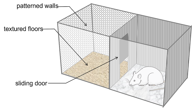 RAT CONDITIONED PLACE PREFERENCE (CPP)