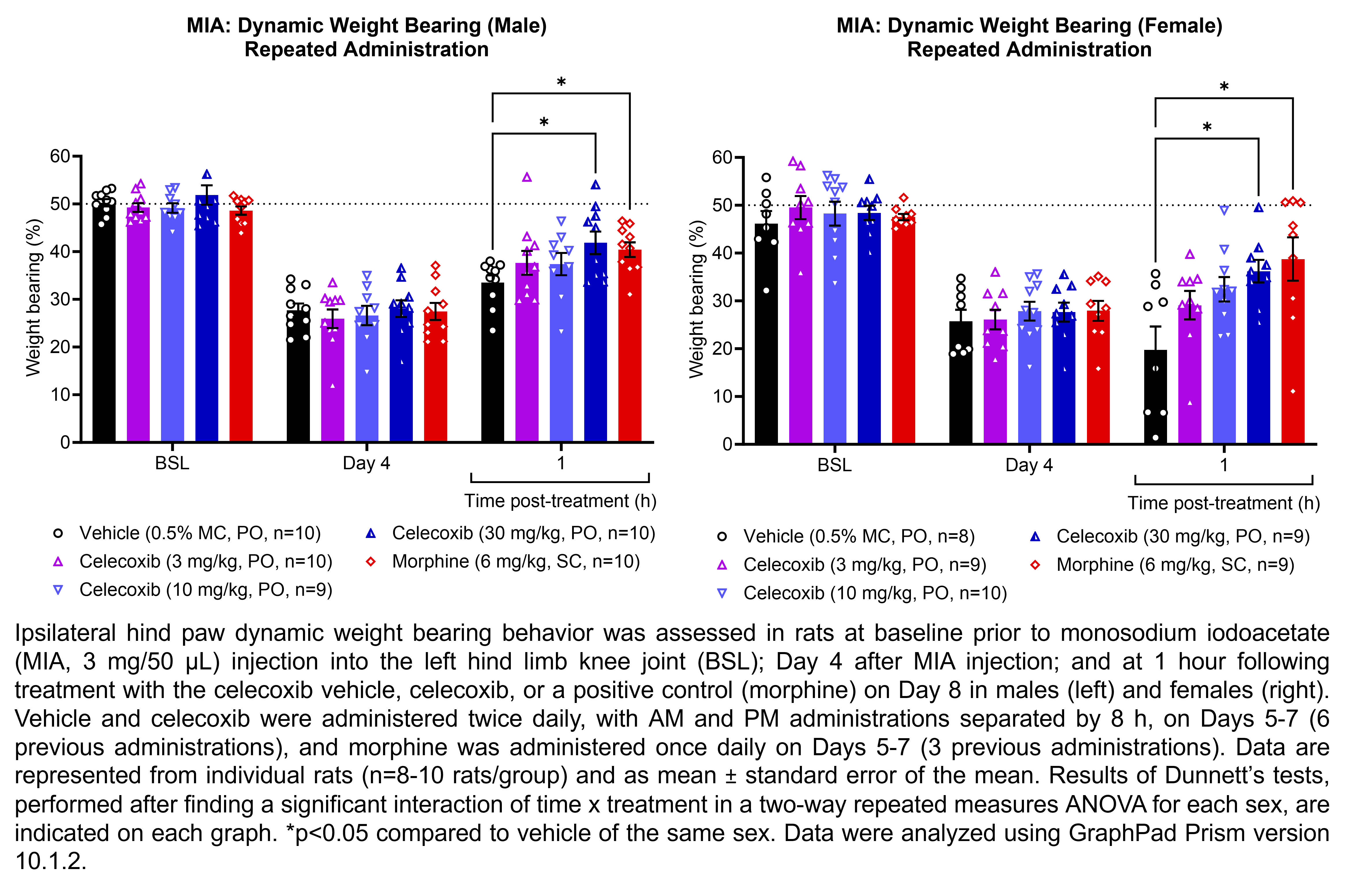 Two graphs show ipsilateral hind paw dynamic weight bearing behavior in male or female rats that have undergone injection of monosodium iodoacetate (MIA, 3 mg/50 µL) in the left hind limb knee joint. Responses are shown at the following time points: baseline (before MIA injection), Day 4 after MIA injection, and at 1 hour after treatment on Day 8. The treatments are vehicle (0.5% methylcellulose, delivered PO), celecoxib (3, 10, or 30 mg/kg, delivered PO), or the positive control morphine (6 mg/kg, delivered SC). Vehicle and celecoxib were administered twice daily, with AM and PM administrations separated by 8 h, on Days 5-7 (6 previous administrations), and morphine was administered once daily on Days 5-7 (3 previous administrations). There were 8-10 rats per group. A significant interaction of time x treatment was found in a two-way repeated measures ANOVA for each sex. Dunnett’s tests found significant increases in hind paw dynamic weight bearing relative to vehicle in males at 1 hour post-treatment with 30 mg/kg celecoxib (p<0.05) and morphine (p<0.05). Dunnett’s tests found significant increases in hind paw dynamic weight bearing relative to vehicle in females at 1 hour post-treatment with 30 mg/kg celecoxib (p<0.05) and morphine (p<0.05).