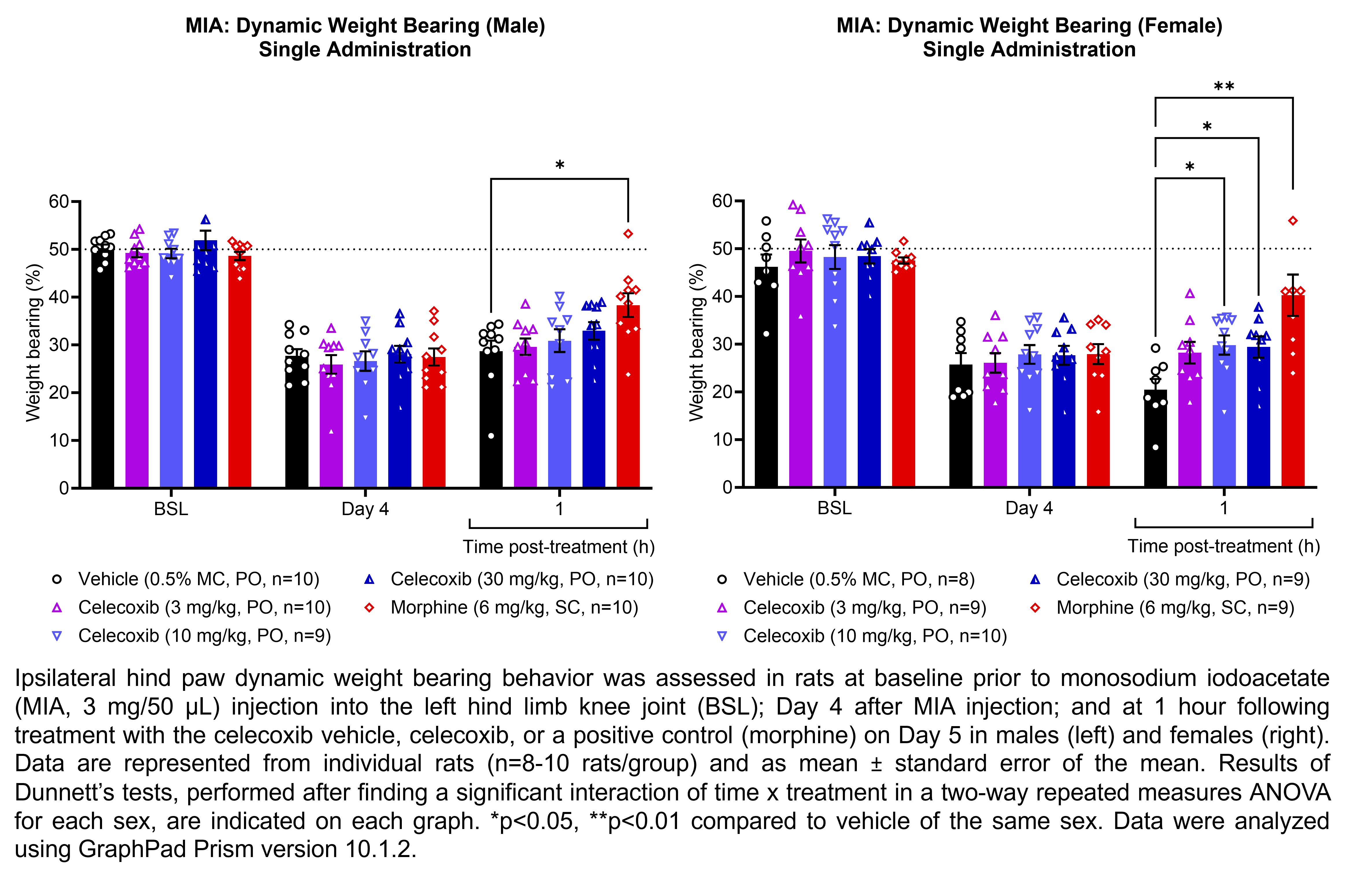 Two graphs show ipsilateral hind paw dynamic weight bearing behavior in male or female rats that have undergone injection of monosodium iodoacetate (MIA, 3 mg/50 µL) in the left hind limb knee joint. Responses are shown at the following time points: baseline (before MIA injection), Day 4 after MIA injection, and at 1 hour after treatment on Day 5. The treatments are vehicle (0.5% methylcellulose, delivered PO), celecoxib (3, 10, or 30 mg/kg, delivered PO), or the positive control morphine (6 mg/kg, delivered SC). There were 9-10 rats per group for males and 8-10 rats per group for females. A significant interaction of time x treatment was found in a two-way repeated measures ANOVA for each sex. Dunnett’s tests found significant increases in hind paw dynamic weight bearing relative to vehicle in males at 1 hour post-treatment with morphine (p<0.05). Dunnett’s tests found significant increases in hind paw dynamic weight bearing relative to vehicle in females at 1 hour post-treatment with 10 mg/kg celecoxib (p<0.05), 30 mg/kg celecoxib (p<0.05), and morphine (p<0.01).