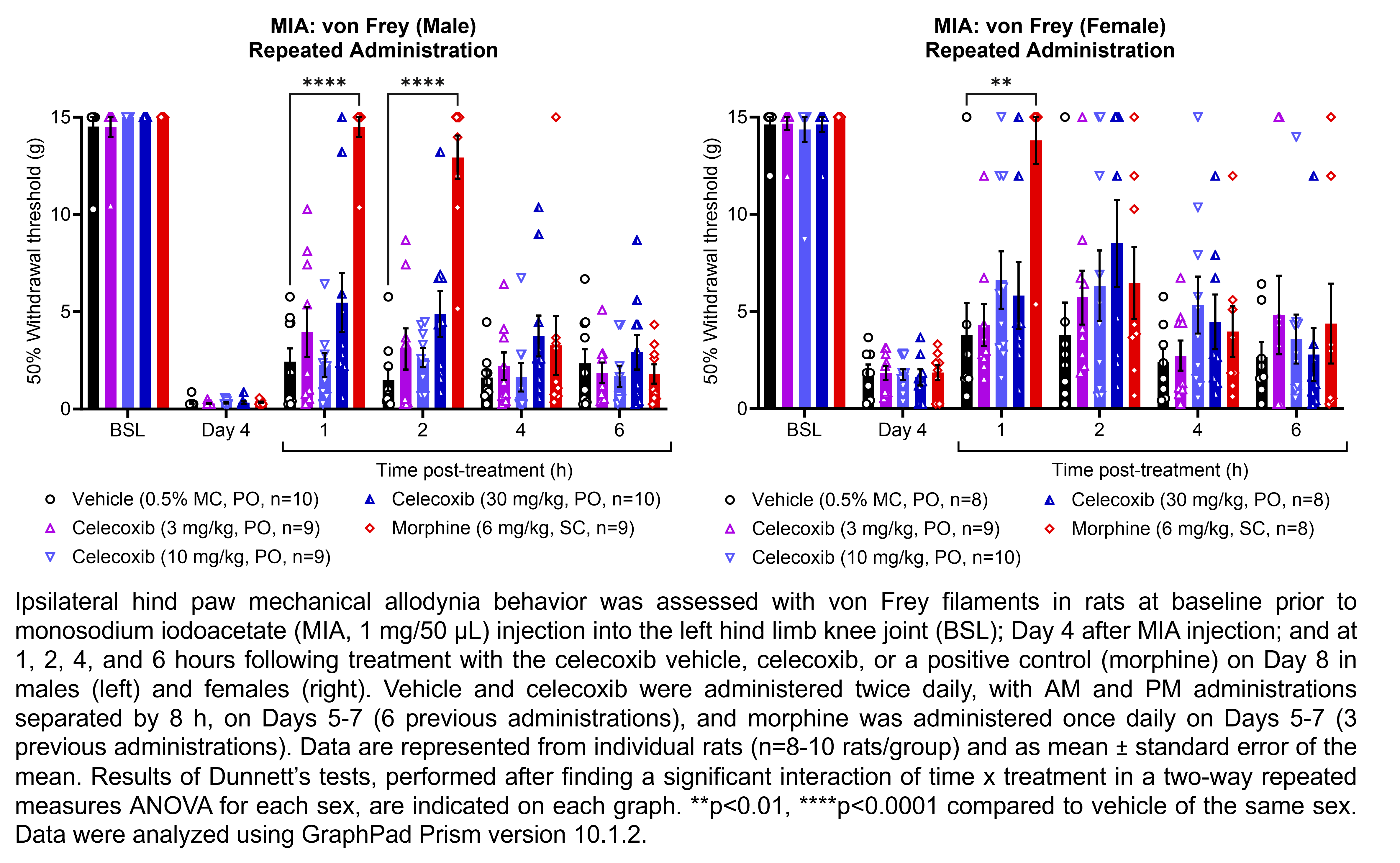 Two graphs show ipsilateral hind paw mechanical allodynia behavior assessed with von Frey filaments in male or female rats that have undergone injection of monosodium iodoacetate (MIA, 1 mg/50 µL) in the left hind limb knee joint. Responses are shown at the following time points: baseline (before MIA injection), Day 4 after MIA injection, and at 1, 2, 4, and 6 hours after treatment on Day 8. The treatments are vehicle (0.5% methylcellulose, delivered PO), celecoxib (3, 10, or 30 mg/kg, delivered PO), or the positive control morphine (6 mg/kg, delivered SC). Vehicle and celecoxib were administered twice daily, with AM and PM administrations separated by 8 h, on Days 5-7 (6 previous administrations), and morphine was administered once daily on Days 5-7 (3 previous administrations). There were 8-10 rats per group. A significant interaction of time x treatment was found in a two-way repeated measures ANOVA for each sex. Dunnett’s tests found significant increases in withdrawal thresholds relative to vehicle in males at 1 and 2 hours post-treatment with morphine (p<0.0001 for each comparison). Dunnett’s tests found significant increases in withdrawal thresholds relative to vehicle in females at 1 hour post-treatment with morphine (p<0.01).