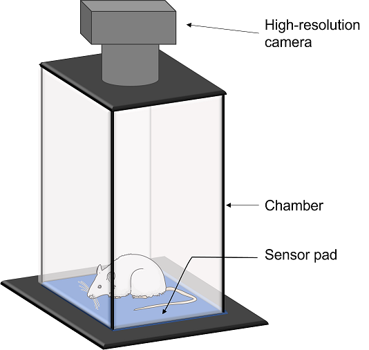 Dynamic weight bearing measurement