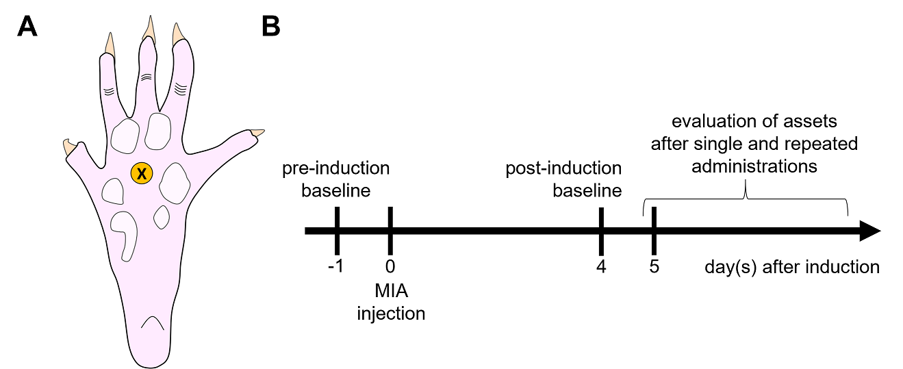 Figure 1: Experimental procedure for the MIA model. This model allows for single and repeated administration of a compound of interest