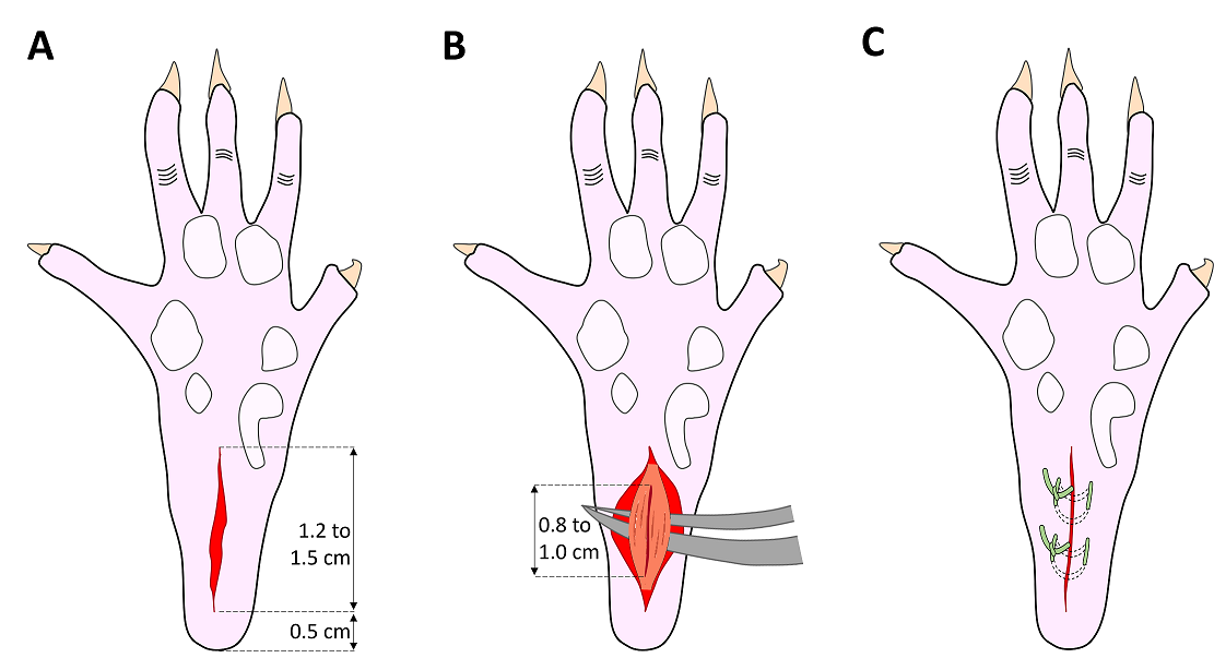 Schematic representation of the plantar incision surgery of the right hind paw based on Brennan et al., 1996