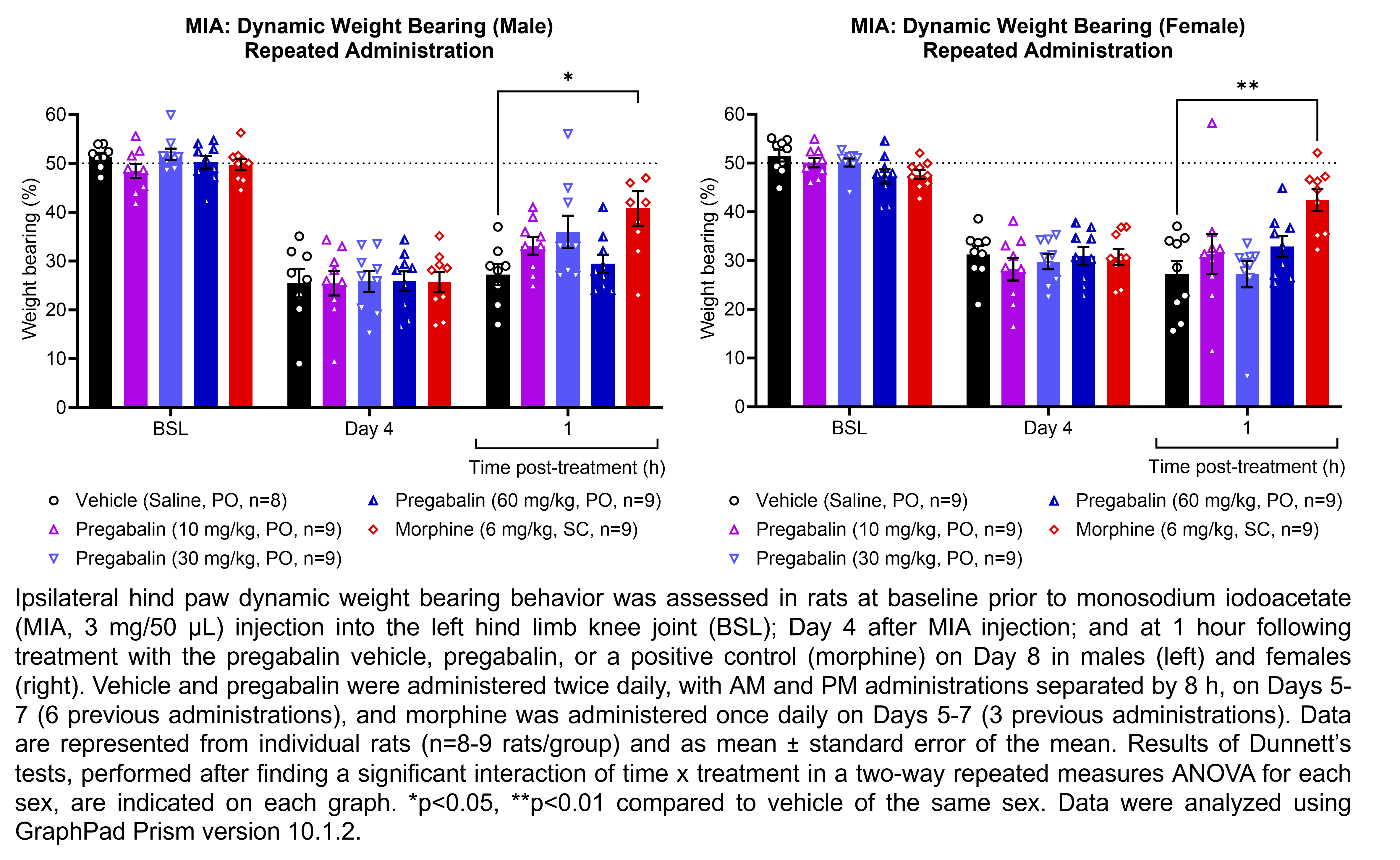 Two graphs show ipsilateral hind paw dynamic weight bearing behavior in male or female rats that have undergone injection of monosodium iodoacetate (MIA, 3 mg/50 µL) in the left hind limb knee joint. Responses are shown at the following time points: baseline (before MIA injection), Day 4 after MIA injection, and at 1 hour after treatment on Day 8. The treatments are vehicle (saline, delivered PO), pregabalin (10, 30, or 60 mg/kg, delivered PO), or the positive control morphine (6 mg/kg, delivered SC). Vehicle and pregabalin were administered twice daily, with AM and PM administrations separated by 8 h, on Days 5-7 (6 previous administrations), and morphine was administered once daily on Days 5-7 (3 previous administrations). There were 8-9 rats per group. A significant interaction of time x treatment was found in a two-way repeated measures ANOVA for each sex. Dunnett’s tests found significant increases in hind paw dynamic weight bearing relative to vehicle in males at 1 hour post-treatment with morphine (p<0.05). Dunnett’s tests found significant increases in hind paw dynamic weight bearing relative to vehicle in females at 1 hour post-treatment with morphine (p<0.01).