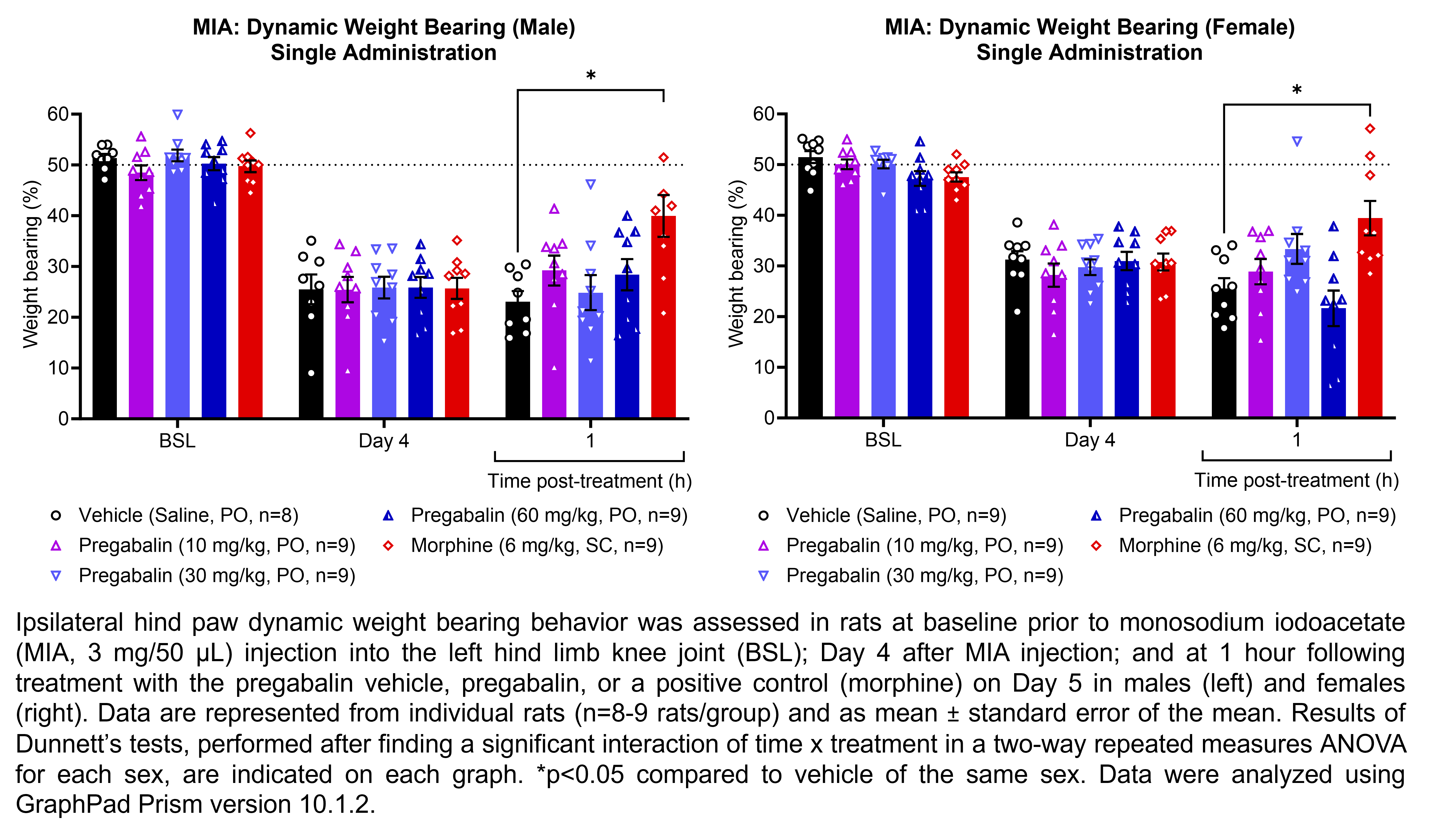 Two graphs show ipsilateral hind paw dynamic weight bearing behavior in male or female rats that have undergone injection of monosodium iodoacetate (MIA, 3 mg/50 µL) in the left hind limb knee joint. Responses are shown at the following time points: baseline (before MIA injection), Day 4 after MIA injection, and at 1 hour after treatment on Day 5. The treatments are vehicle (saline, delivered PO), pregabalin (10, 30, or 60 mg/kg, delivered PO), or the positive control morphine (6 mg/kg, delivered SC). There were 8-9 rats per group. A significant interaction of time x treatment was found in a two-way repeated measures ANOVA for each sex. Dunnett’s tests found significant increases in hind paw dynamic weight bearing relative to vehicle in males at 1 hour post-treatment with morphine (p<0.05). Dunnett’s tests found significant increases in hind paw dynamic weight bearing relative to vehicle in females at 1 hour post-treatment with morphine (p<0.05).